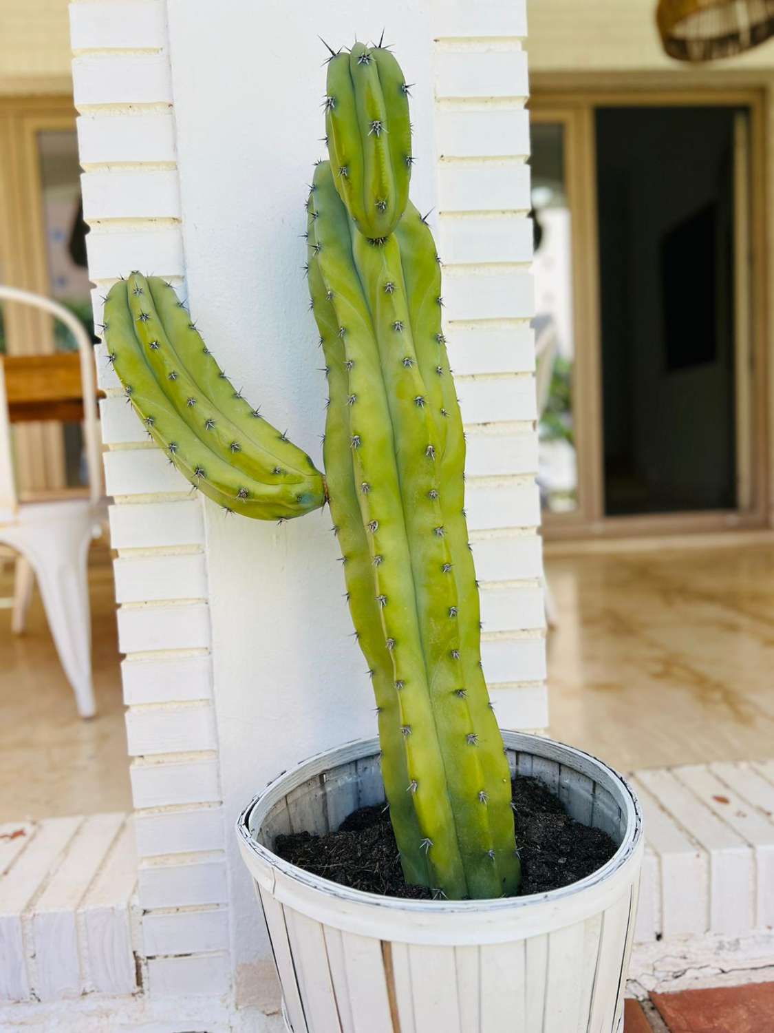 Lunga stagione. Magnifica villa in affitto nella zona di Playamar ( Torremolinos )